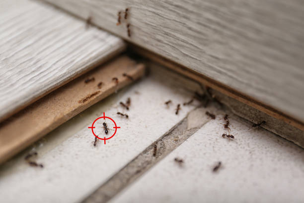 Best Pest Control Near Me  in Harvey, MI